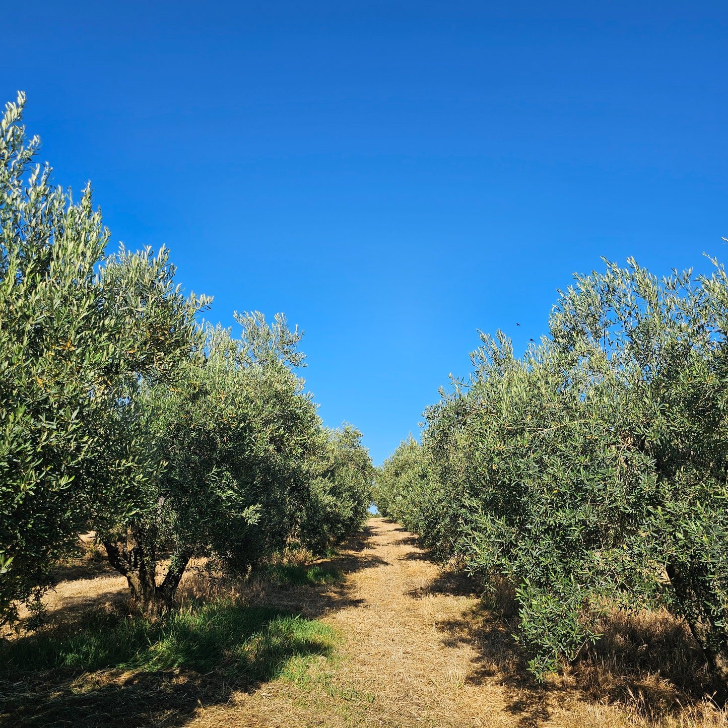 Klea Early Harvest Extra Virgin Olive Oil (500ml Tin)