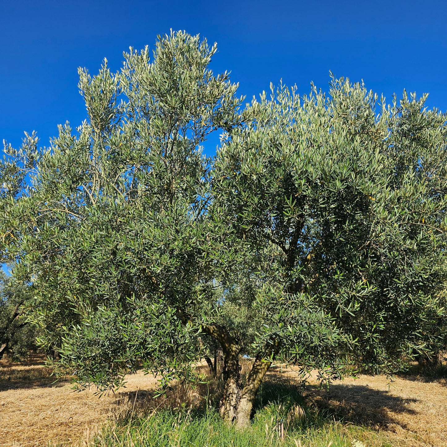 Klea Early Harvest Extra Virgin Olive Oil (100ml Glass Bottle)