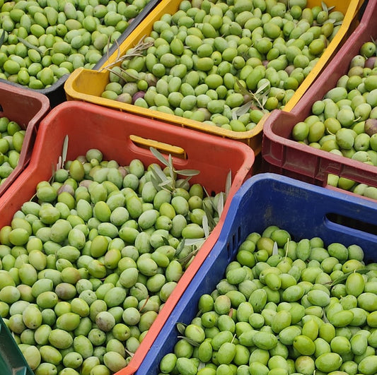 Klea Early Harvest Extra Virgin Olive Oil (500ml Tin)