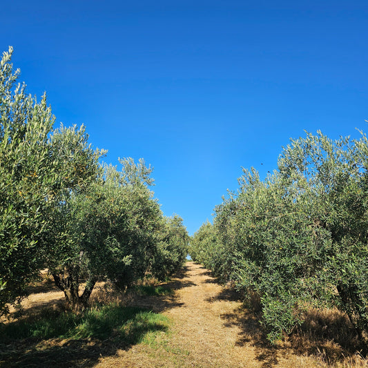 How to Incorporate Extra Virgin Olive Oil into Your Life