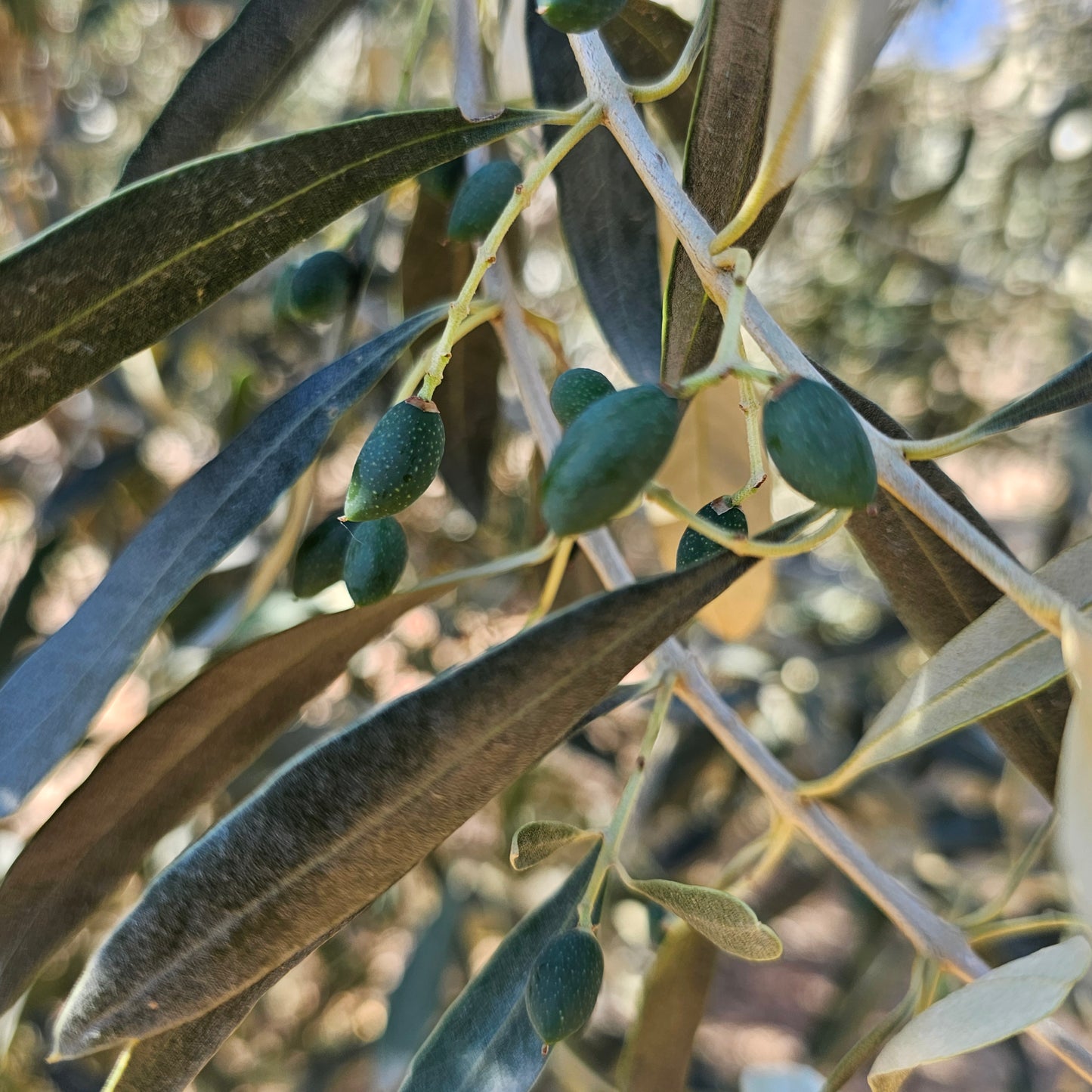 Klea Early Harvest Extra Virgin Olive Oil (250ml Clay Vessel)
