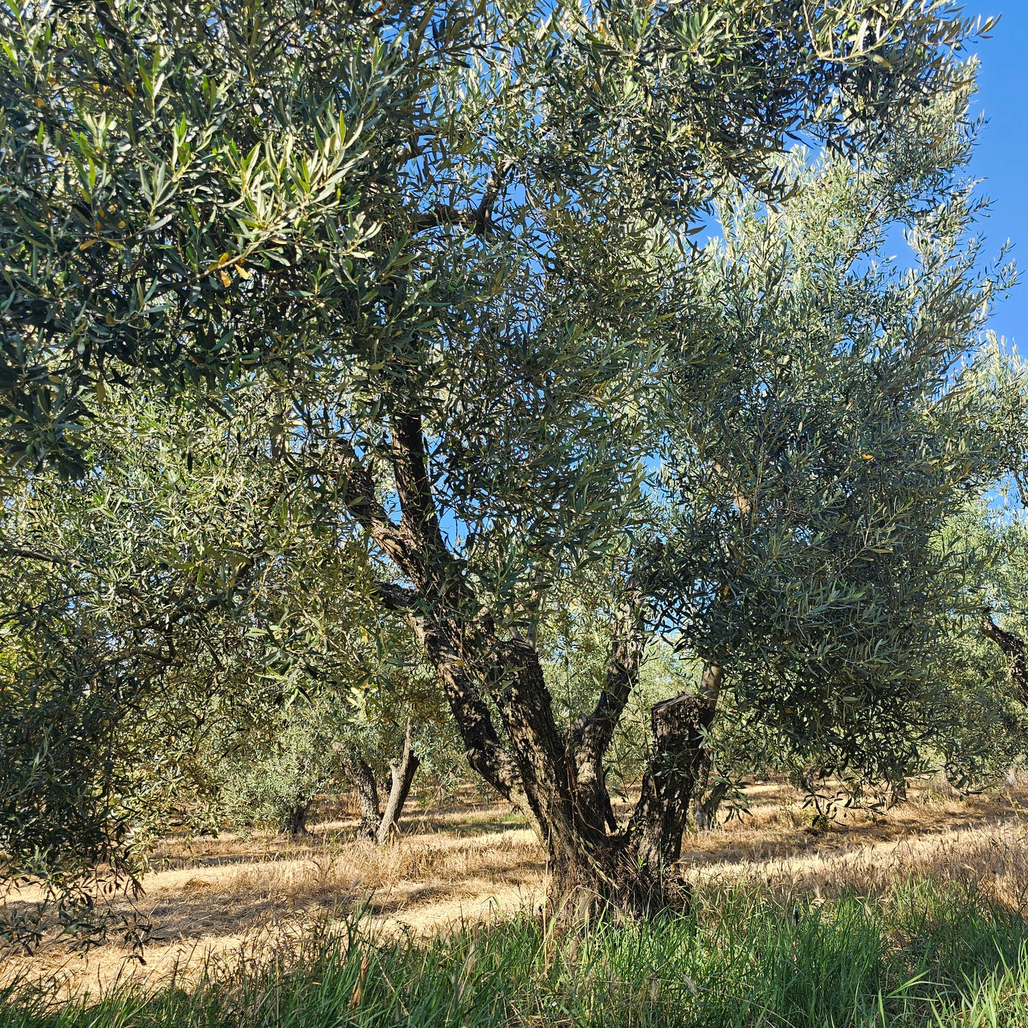 Klea Early Harvest Extra Virgin Olive Oil (250ml Premium Gift Bottle)