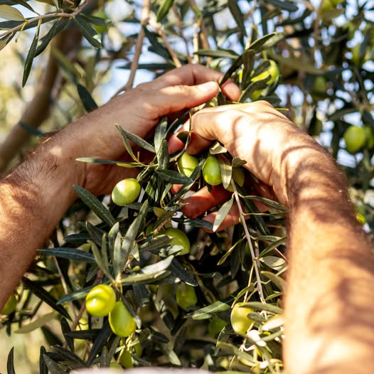 Klea Early Harvest Extra Virgin Olive Oil (100ml Glass Bottle)