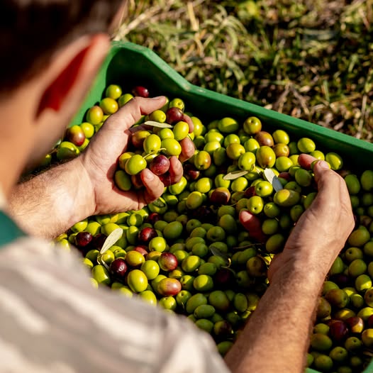 Klea Galani Extra Virgin Olive Oil